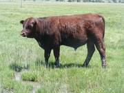 SOLD 615 Yearling Bull June 2017