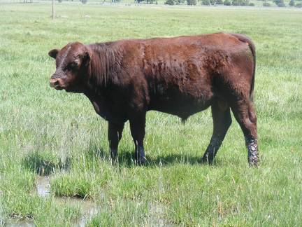 SOLD 615 Yearling Bull June 2017