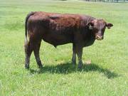 SOLD 615 Yearling Bull June 2017