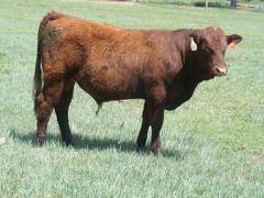 616 Yearling Bull for sale June 2017