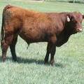 616 Yearling Bull for sale June 2017