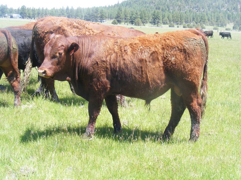 616 Yearling Bull for sale June 2017