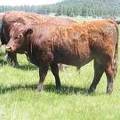 616 Yearling Bull for sale June 2017