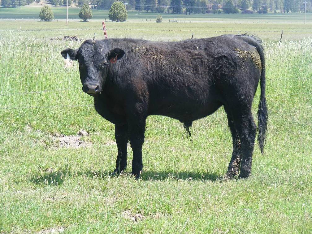 617 Yearling Bull for sale June 2017