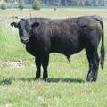 617 Yearling Bull for sale June 2017