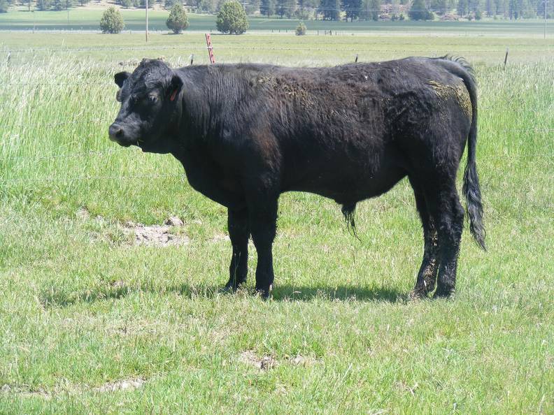 617 Yearling Bull for sale June 2017