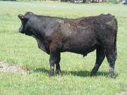 618  Yearling Bull for sale June 2017