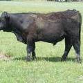 618 Yearling Bull for sale June 2017