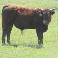 619 Yearling Bull for sale June 2017