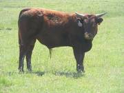 619 Yearling Bull for sale June 2017
