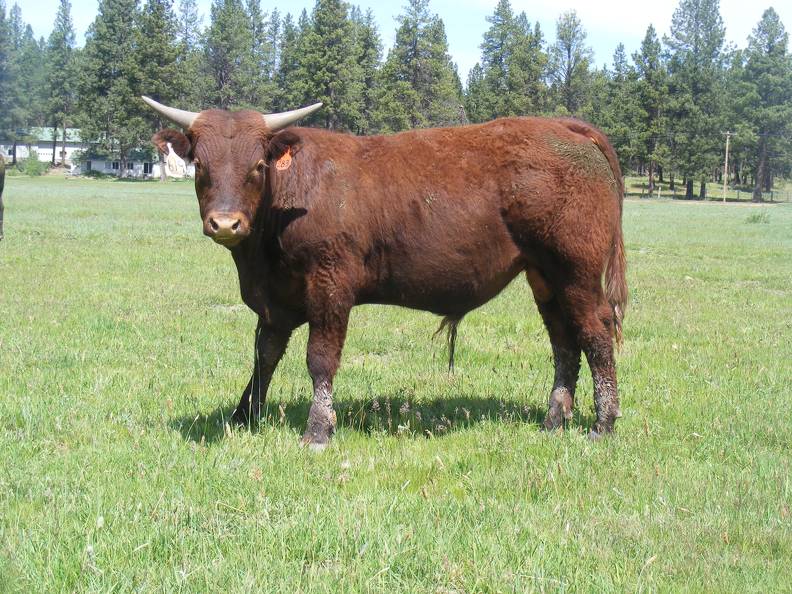 619 Yearling Bull for sale June 2017