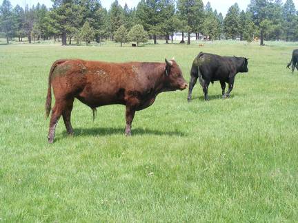 619 Yearling Bull for sale June 2017