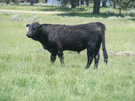 Herdsire 622 Yearling Bull June 2017