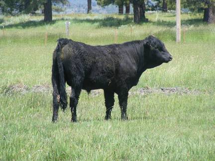 Herdsire 622 Yearling Bull June 2017