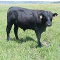 SOLD 623 Yearling Bull for sale June 2017