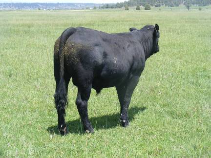 SOLD 623 Yearling Bull for sale June 2017