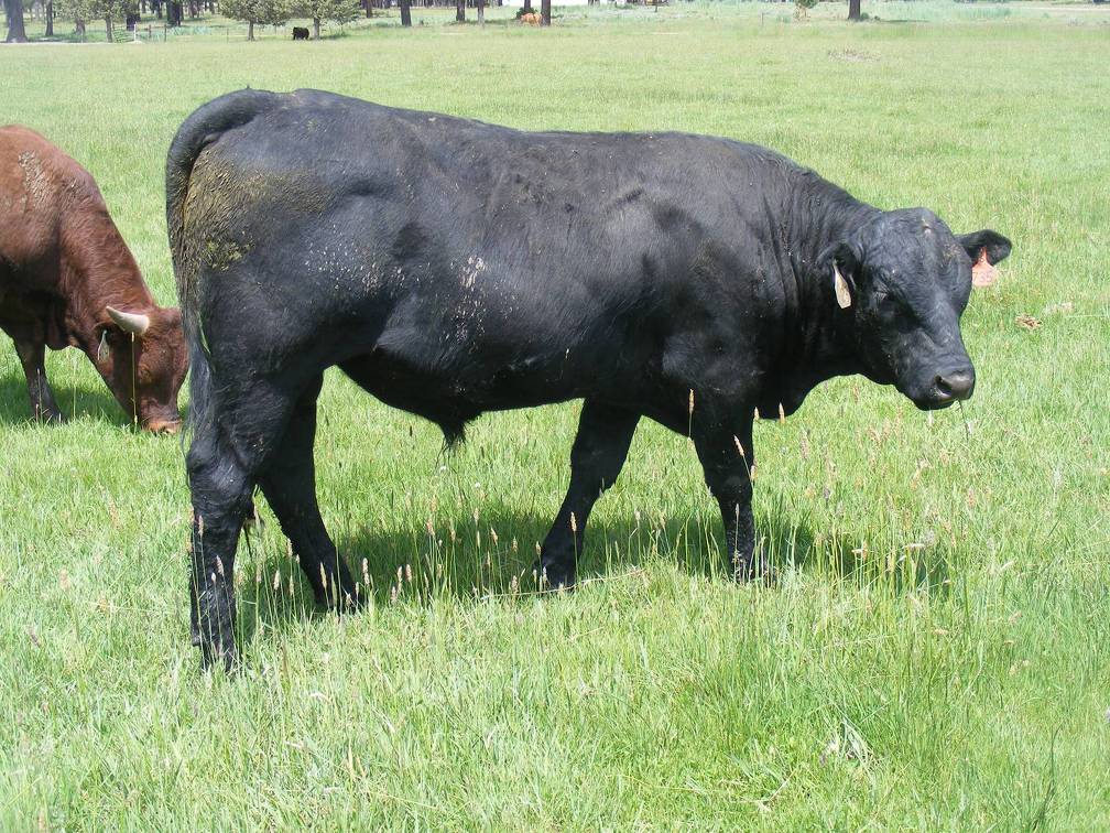 SOLD 623 Yearling Bull for sale June 2017