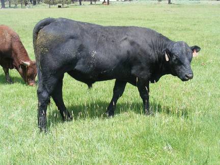 SOLD 623 Yearling Bull for sale June 2017