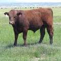 624 Yearling Bull for sale June 2017