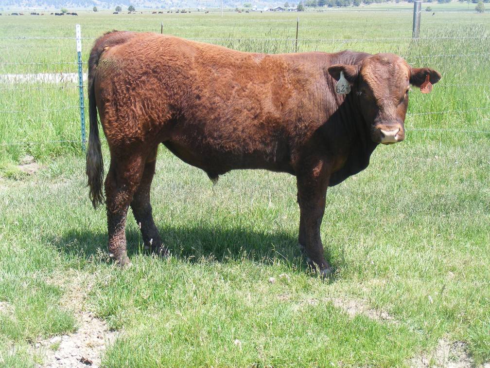 624 Yearling Bull for sale June 2017