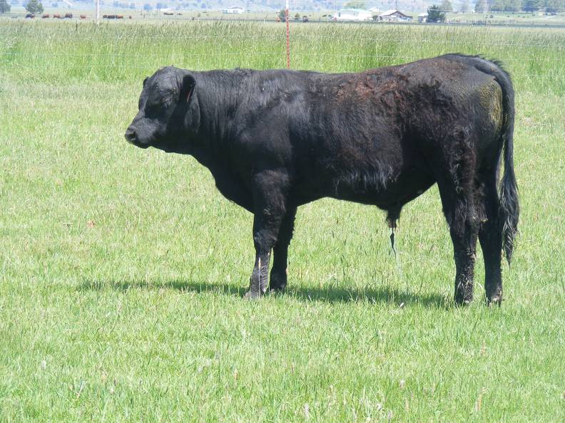 Herdsire 625 Yearling Bull June 2017