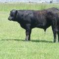 Herdsire 625 Yearling Bull June 2017