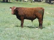 626 Yearling Bull for sale June 2017
