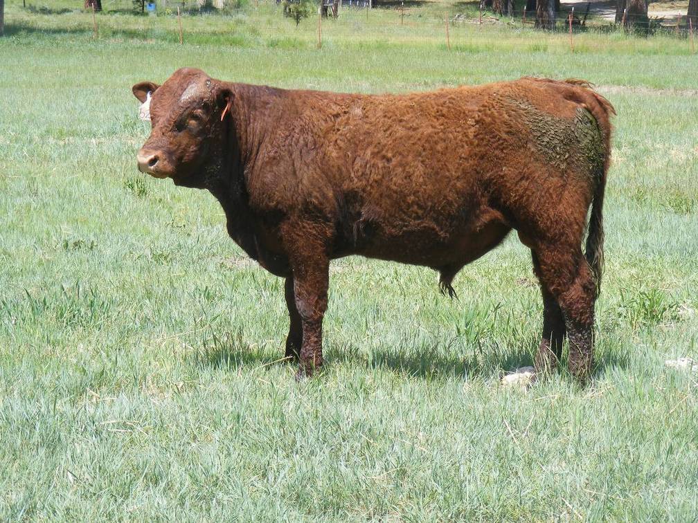 626 Yearling Bull for sale June 2017