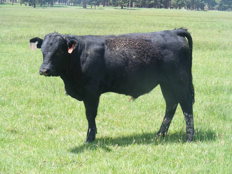 627 Yearling Bull for sale June 2017