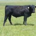 627 Yearling Bull for sale June 2017