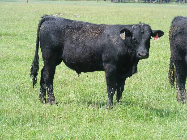 627 Yearling Bull for sale June 2017