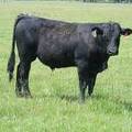 627 Yearling Bull for sale June 2017