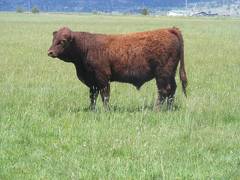 628 Yearling Bull for sale June 2017