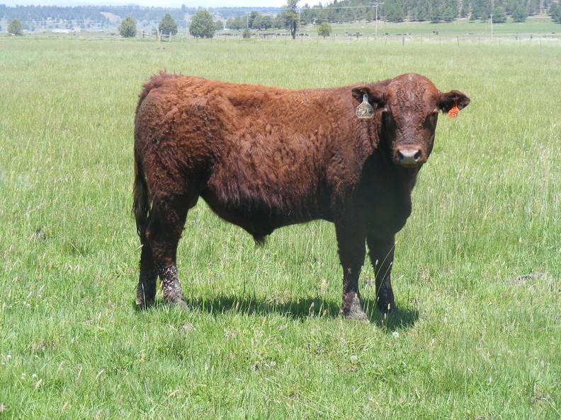 628 Yearling Bull for sale June 2017