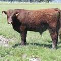 630 Yearling Bull for sale June 2017