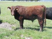 630 Yearling Bull for sale June 2017