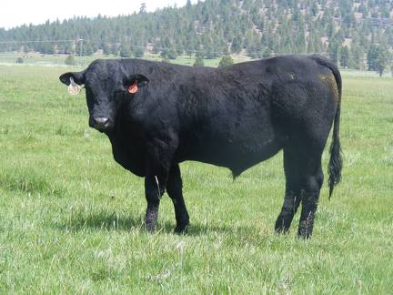 631 Yearling Bull for sale June 2017