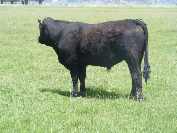 SOLD 602 Yearling Bull June 2017