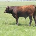 603 Yearling Bull for sale June 2017