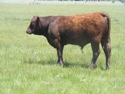 603 Yearling Bull for sale June 2017