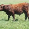 607 Yearling Bull for sale June 2017