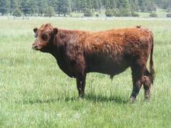 607 Yearling Bull for sale June 2017