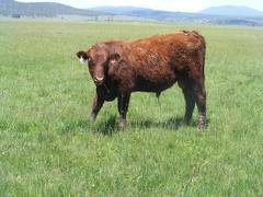 607 Yearling Bull for sale June 2017