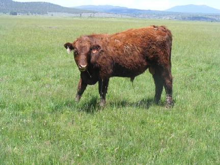 607 Yearling Bull for sale June 2017