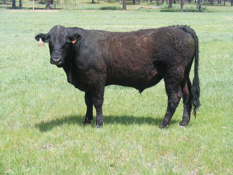 SOLD 608 Yearling Bull June 2017