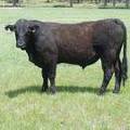 SOLD 608 Yearling Bull June 2017