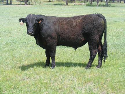 SOLD 608 Yearling Bull June 2017