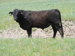 SOLD 608 Yearling Bull June 2017