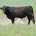 SOLD 608 Yearling Bull June 2017