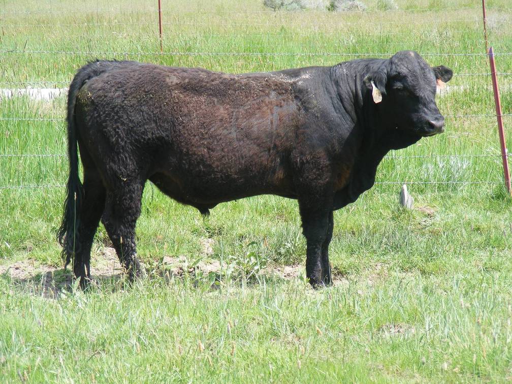 SOLD 608 Yearling Bull June 2017